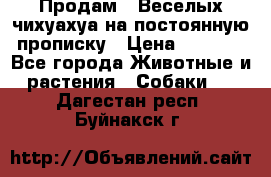 Продам.  Веселых чихуахуа на постоянную прописку › Цена ­ 8 000 - Все города Животные и растения » Собаки   . Дагестан респ.,Буйнакск г.